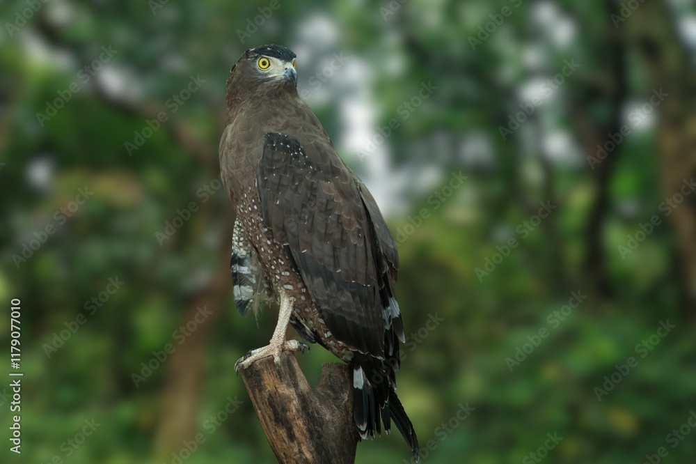 Silent Sentinel: The Andaman Serpent Eagle in a Green Canopy Silent Sentinel: The Andaman Serpent Eagle in a Green Canopy