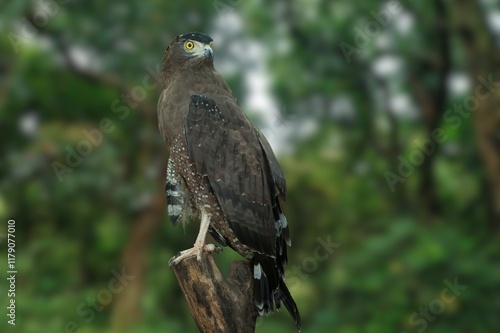 Silent Sentinel: The Andaman Serpent Eagle in a Green Canopy