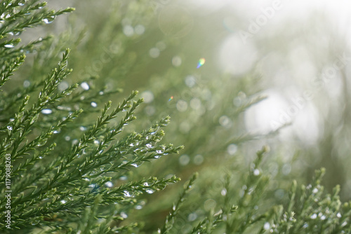cypress branches with raindrops in rainy days, green background