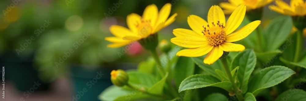 Bright yellow Ligularia flowers blooming in a garden pot, garden, bloom, gardening Bright yellow Ligularia flowers blooming in a garden pot, garden, bloom, gardening
