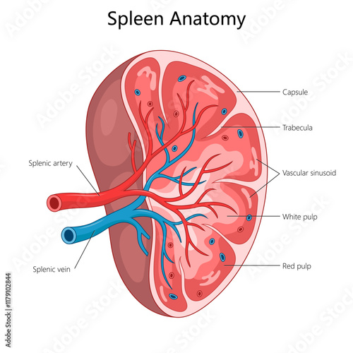 spleen showing labeled parts such as splenic artery, vein, capsule, trabecula, white pulp, and red pulp diagram hand drawn schematic vector illustration. Medical science educational illustration