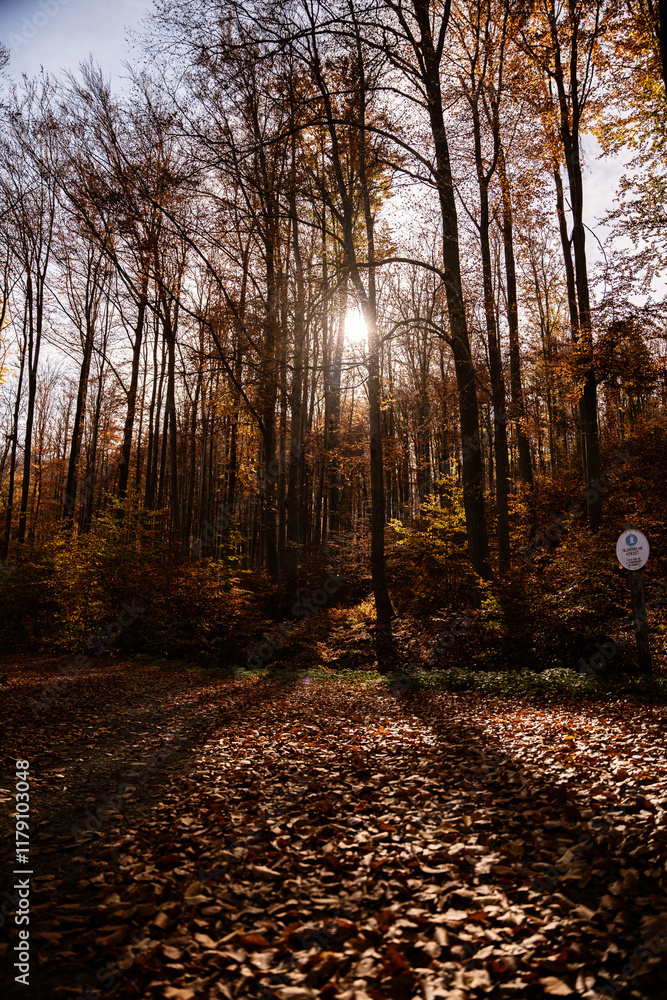 Obraz premium autumn in the forest