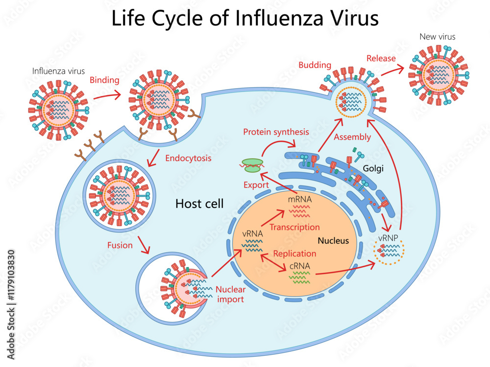 Poster life cycle of the influenza virus, from binding to host cell to ...