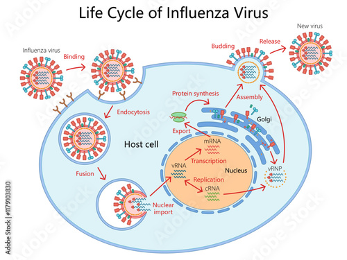 life cycle of the influenza virus, from binding to host cell to replication, assembly, and release diagram hand drawn schematic vector illustration. Medical science educational illustration