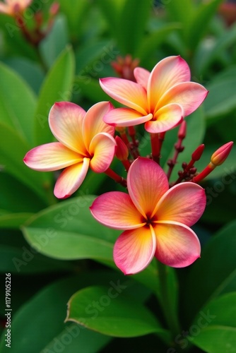 Colorful frangipani flowers in full bloom on a lush green background, blossoming, flower field