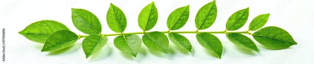 Fresh green branch of Salal Gaultheria Shallon isolated on white background, lemon leaf, salal leaf, botany Fresh green branch of Salal Gaultheria Shallon isolated on white background, lemon leaf, salal leaf, botany