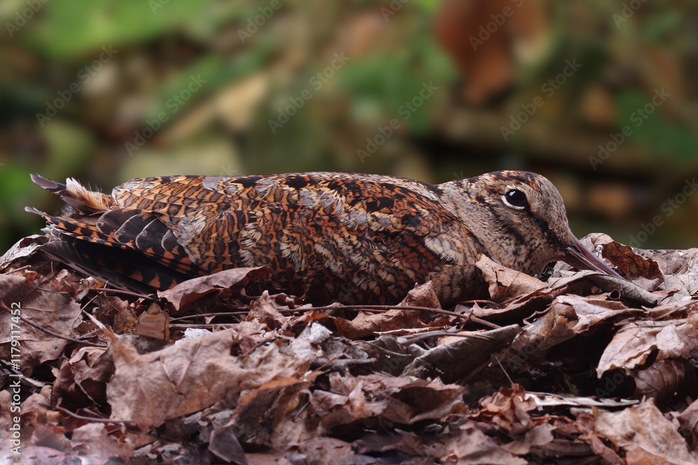 Obraz premium Close-Up of a Eurasian nocturnal Amami Woodcock in Natural Habitat