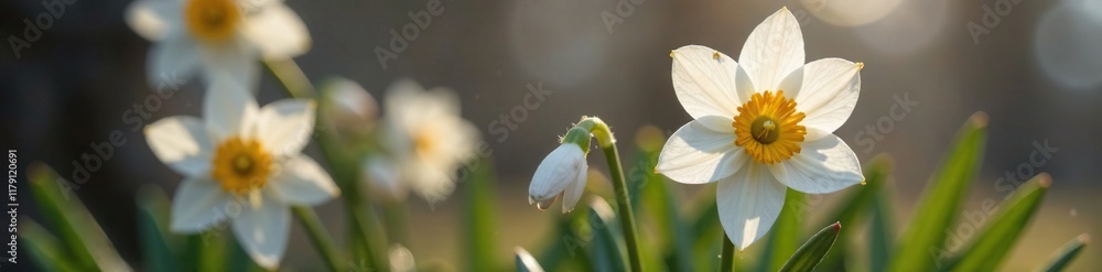 Obraz premium Delicate white petals unfolding from earthy brown stem, spring blooms, winter flowers