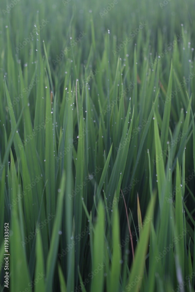 close up view of green rice dew scene close up view of green rice dew scene