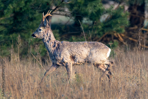 A male roe deer in an autumm meadow illuminated by the rising sun