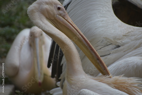 The great white pelican also known as the eastern white pelican, rosy or simply white pelican is a bird in the pelican family. 