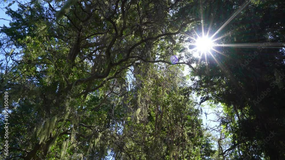 Myrtle tree forest in Los Arrayanes National Park, Argentina Myrtle tree forest in Los Arrayanes National Park, Argentina