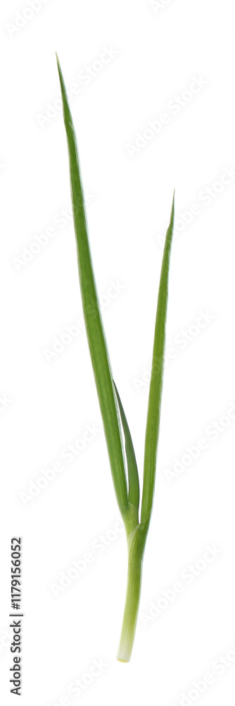 Fototapeta premium One fresh green onion isolated on white
