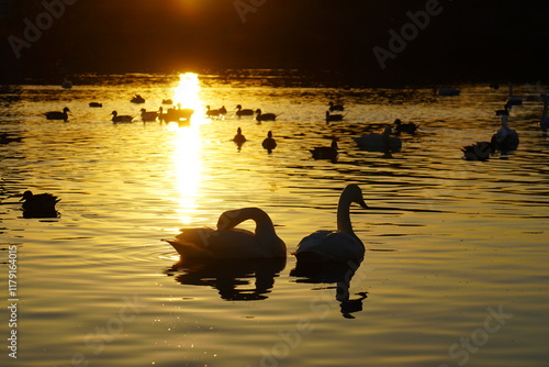 夕日が沈む湖と白鳥の群れ