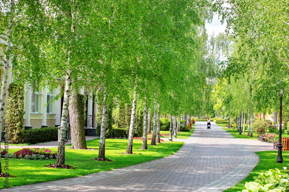 Serene tree-lined path invites leisurely strolls in a sunny park