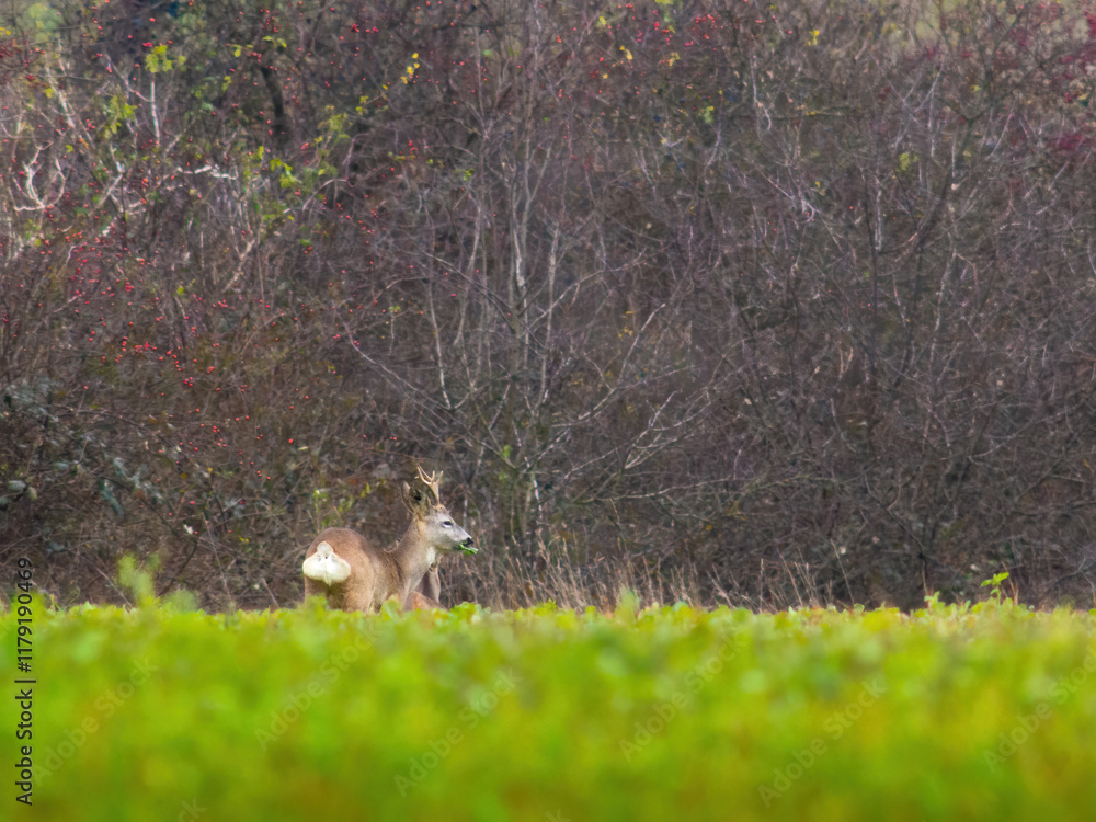 Obraz premium A doe of a roe deer grazing on a green meadow