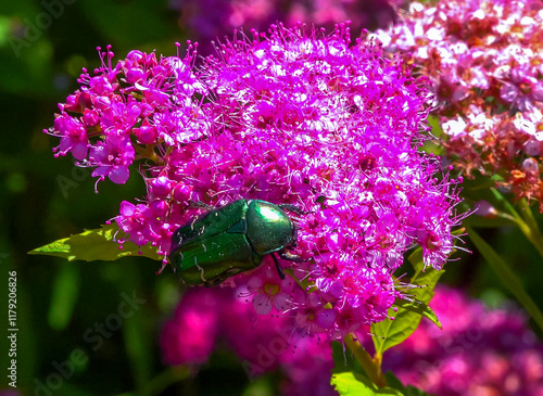 Cetonia aurata - a large green beetle collects pollen on pink flowers in a garden, Ukraine photo