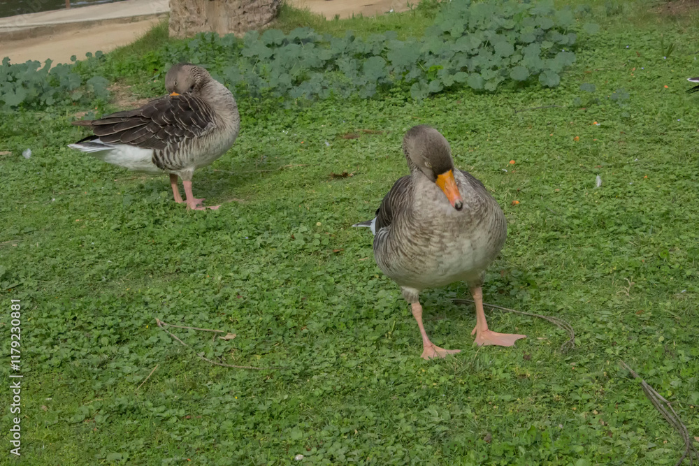 Several grey geese sit on the grass in a city park Several grey geese sit on the grass in a city park