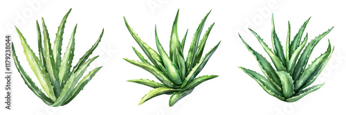 watercolor aloe set png. Aloe cactus plants on transparent watercolor background. Watercolor botany. Vector illustration.