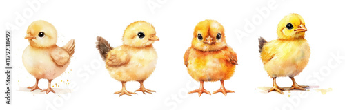 Watercolor set of cute baby chickens. Cute little chewy chicks on a white isolated background. Easter symbol. Symbol of agriculture and farm. Vector illustration.