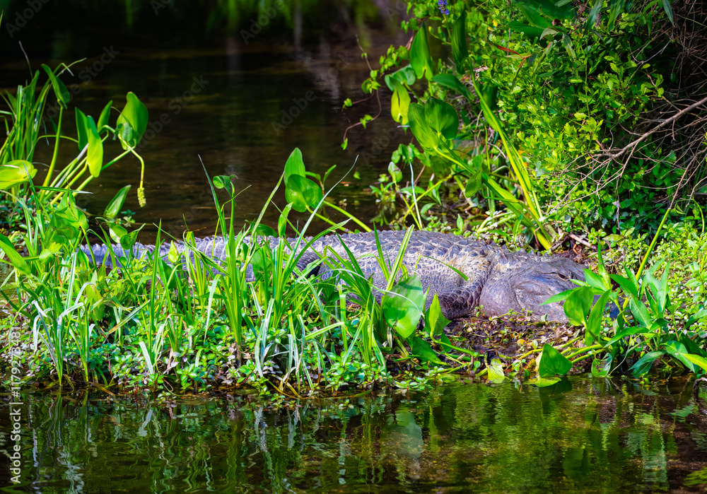American alligator hidden in green swamp plants beside the water in Wakula Springs State Park, Florida American alligator hidden in green swamp plants beside the water in Wakula Springs State Park, Florida