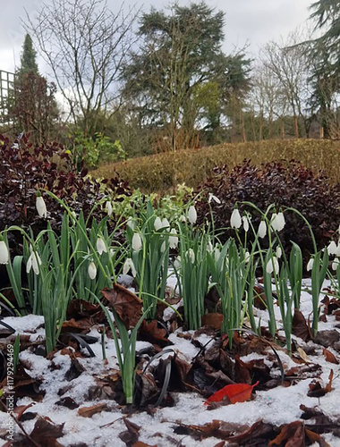 Beautiful white snowdrops in the botanical garden, harbingers of spring. photo