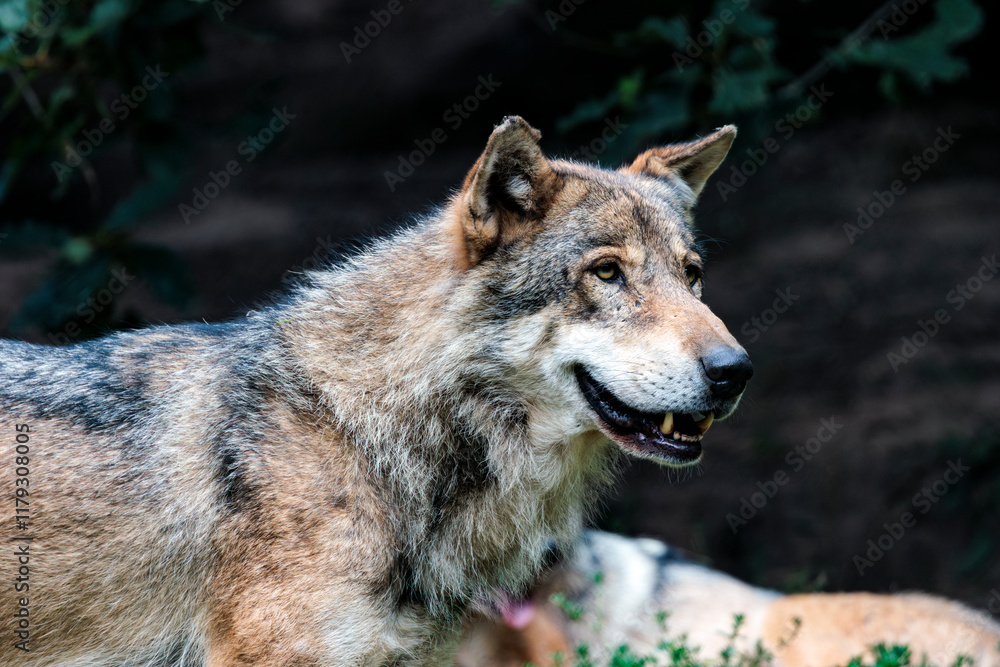 Naklejka premium Wolf