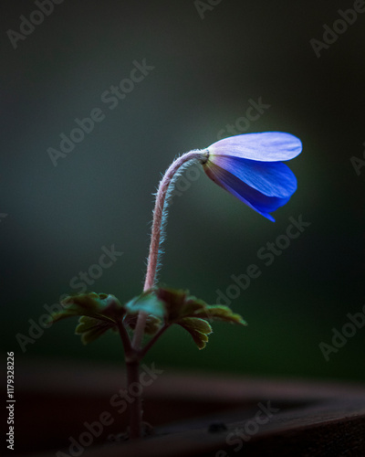 isolated blue flower with closed petals