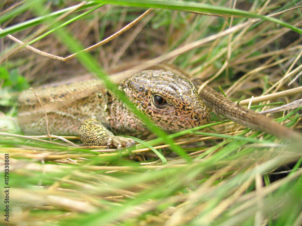 lizard in green grass lizard in green grass