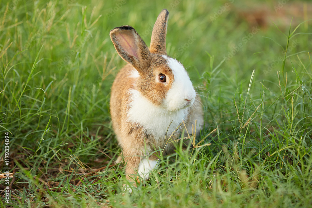 cute rabbit sitting and looking to something on the field cute rabbit sitting and looking to something on the field