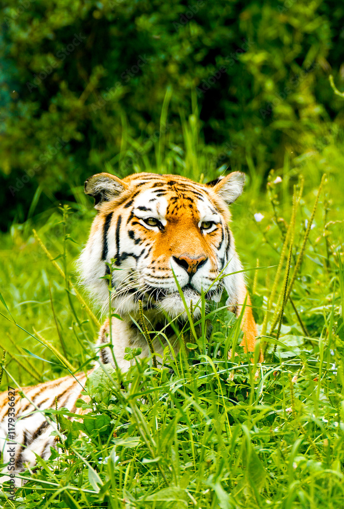 Obraz premium Portrait of a Siberian tiger in the grass. Animal in close-up. 