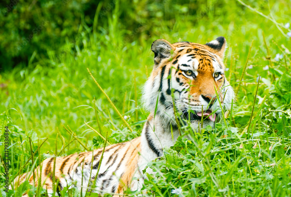 Portrait of a Siberian tiger in the grass. Animal in close-up.
Portrait of a Siberian tiger in the grass. Animal in close-up.