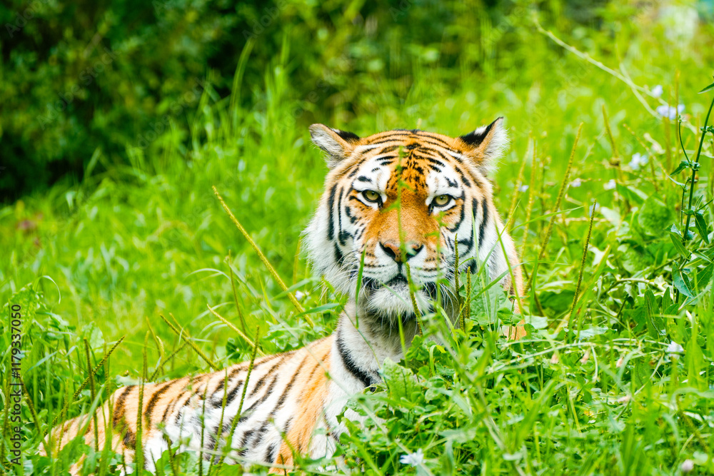 Portrait of a Siberian tiger in the grass. Animal in close-up.
Portrait of a Siberian tiger in the grass. Animal in close-up.