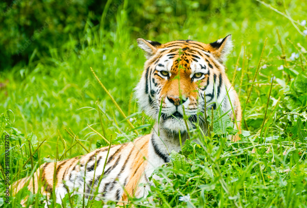 Obraz premium Portrait of a Siberian tiger in the grass. Animal in close-up. 