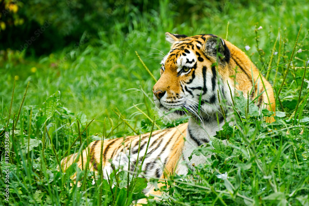 Obraz premium Portrait of a Siberian tiger in the grass. Animal in close-up. 