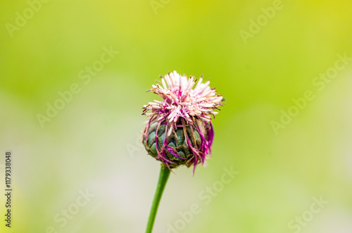 Blossom of the scabiote knapweed against a green background. Flowering plant close-up. Centaurea scabiosa. Greater knapweed.
 photo