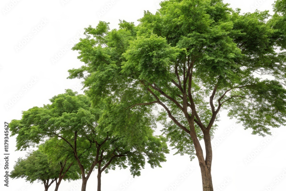 Lush Green Trees Isolated on White Background, Perfect for Nature Designs and Compositions Lush Green Trees Isolated on White Background, Perfect for Nature Designs and Compositions