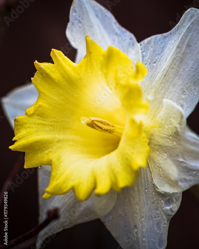 white and yellow daffodil in full bloom