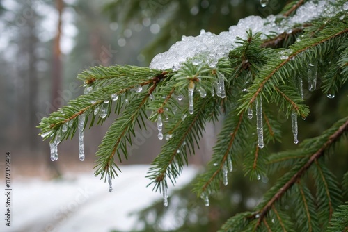 A winter scene featuring evergreen boughs laden with melting snow and delicate icicles hanging from the tips photo