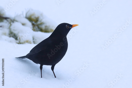 Photography Blackbird