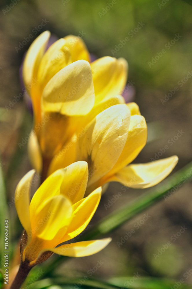 Fototapeta premium yellow crocus flowers bloom in spring on a meadow in the grass
