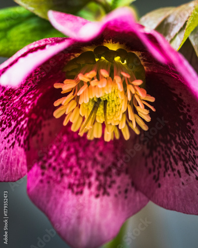 looking up into a Hellebore flower in full bloom