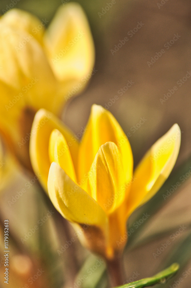 Fototapeta premium yellow crocus flowers bloom in spring on a meadow in the grass
