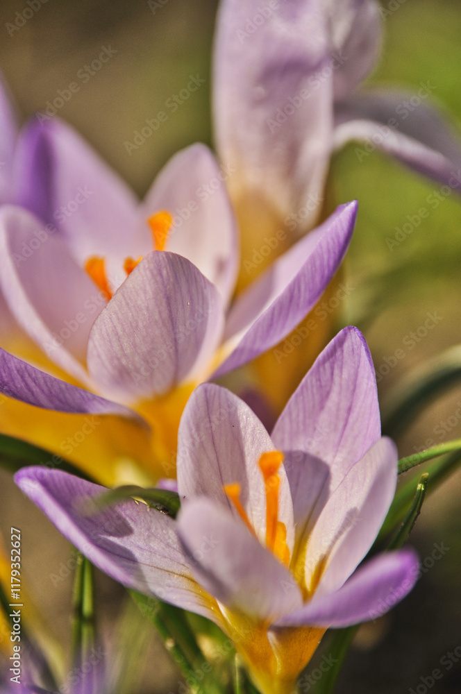 Fototapeta premium Purple crocus flowers bloom in spring on a meadow in the grass garden flowers
