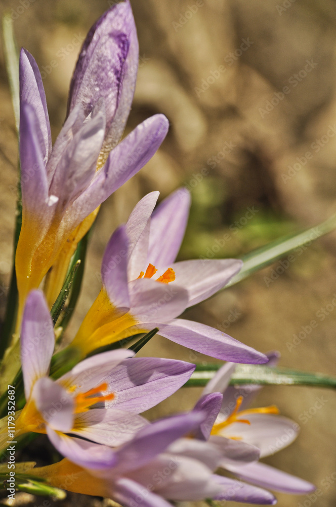 Obraz premium Purple crocus flowers bloom in spring on a meadow in the grass garden flowers