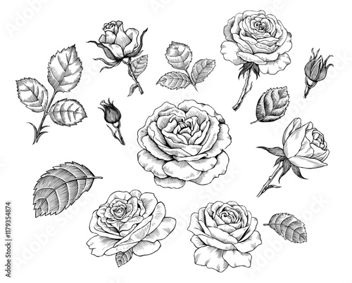 Set of rose flower illustration in hand drawn style