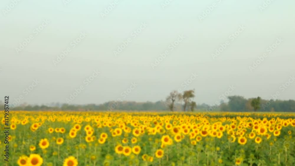 Sunflowers at Dawn: Serene landscape of a vast sunflower field stretching to the horizon under a soft, hazy sky. The gentle morning light bathes the scene in a warm, golden glow. Sunflowers at Dawn: Serene landscape of a vast sunflower field stretching to the horizon under a soft, hazy sky. The gentle morning light bathes the scene in a warm, golden glow.