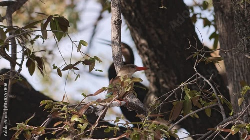 Zooming in on a brown-hooded kingfisher hiding in a tree, about 22cm in size photo