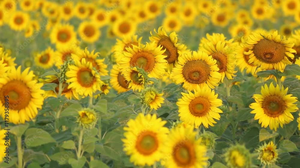Sunflowers in Bloom: A vibrant field of sunflowers basking in the golden sunlight, their bright yellow petals creating a breathtaking natural spectacle. Sunflowers in Bloom: A vibrant field of sunflowers basking in the golden sunlight, their bright yellow petals creating a breathtaking natural spectacle.