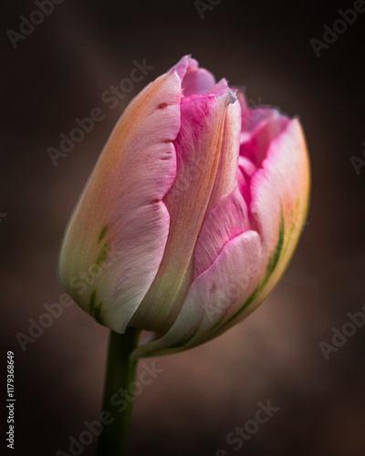 cream and pink tulip flower just opening up